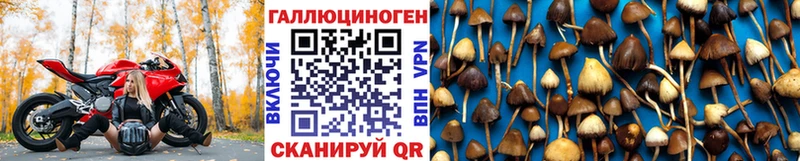 Галлюциногенные грибы Psilocybine cubensis  Конаково 